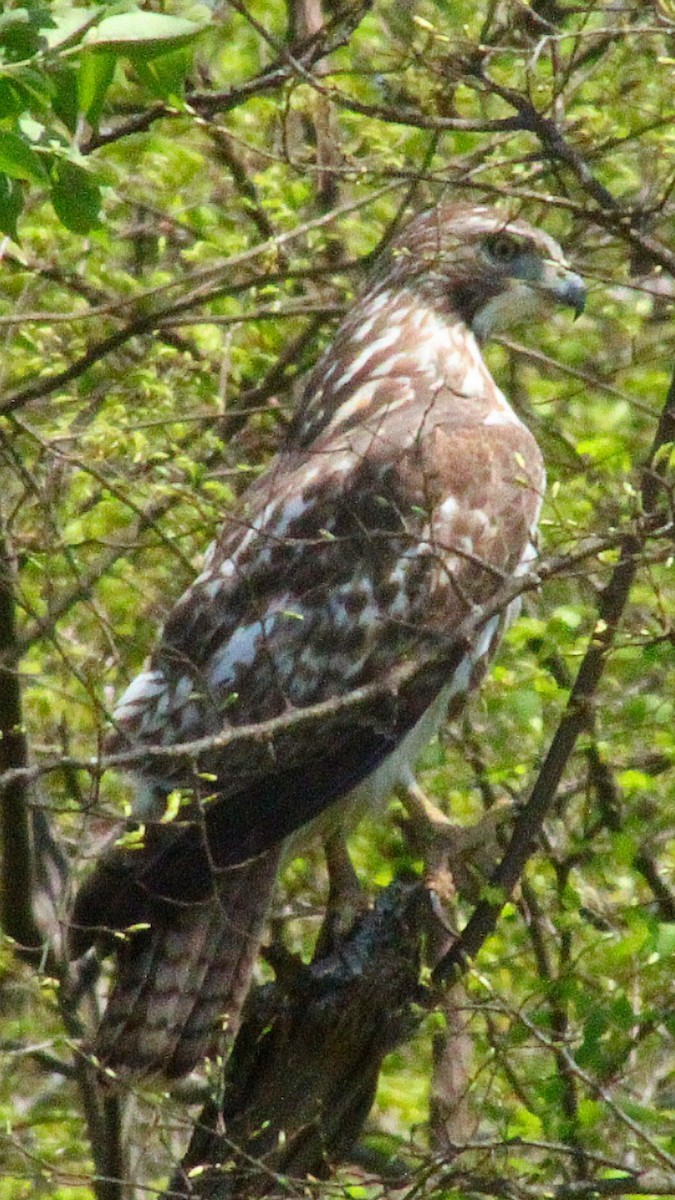 Red-tailed Hawk - ML325230651