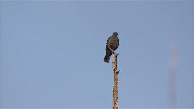 Rusty Blackbird - ML325230721