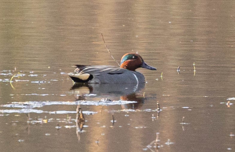 Green-winged Teal - Robert Bochenek