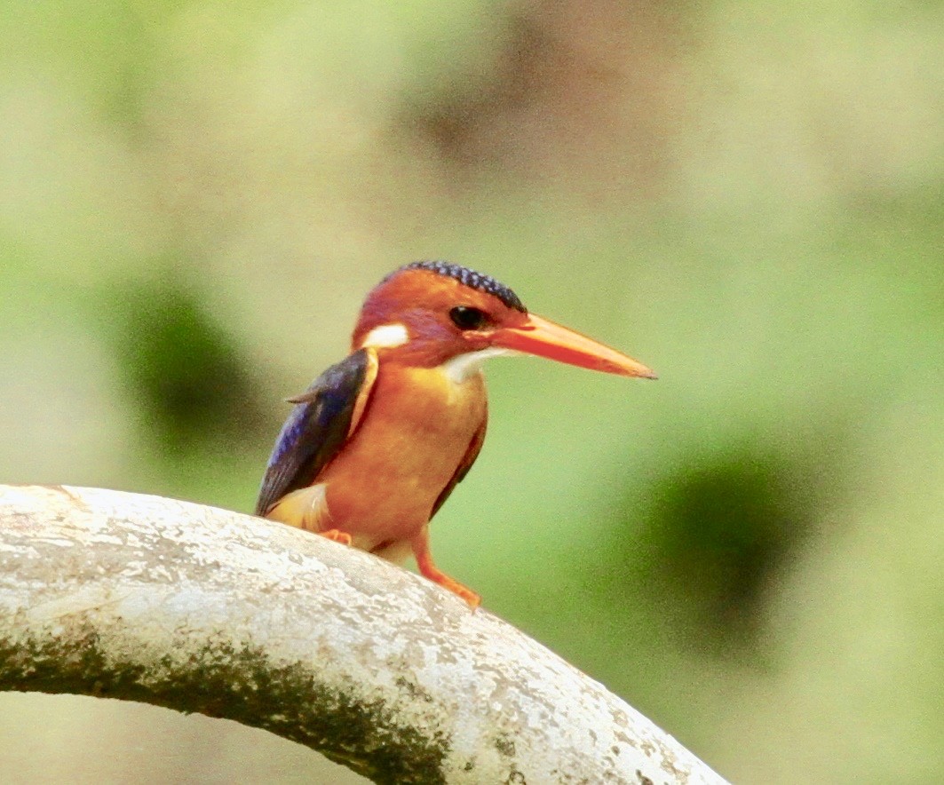 African Pygmy Kingfisher - ML325231801