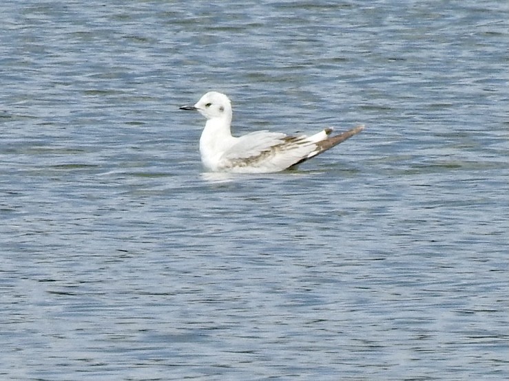 Bonaparte's Gull - ML325232131