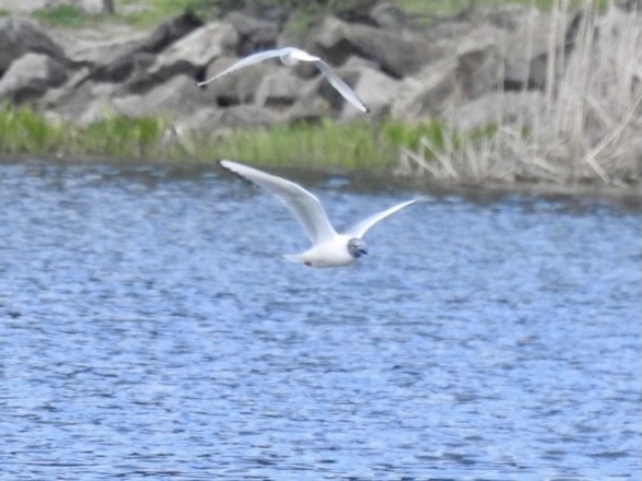 Mouette de Bonaparte - ML325232161