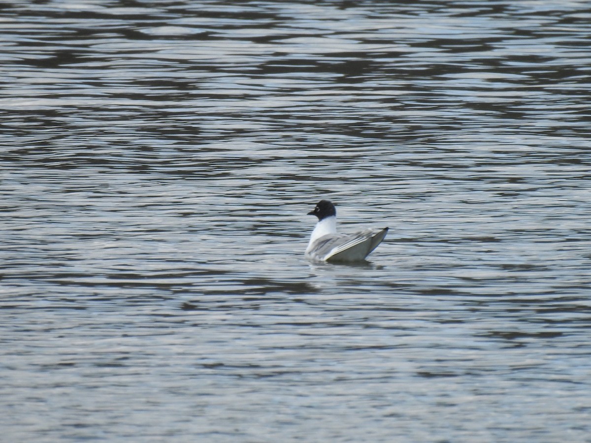 Bonaparte's Gull - Sean Mueseler