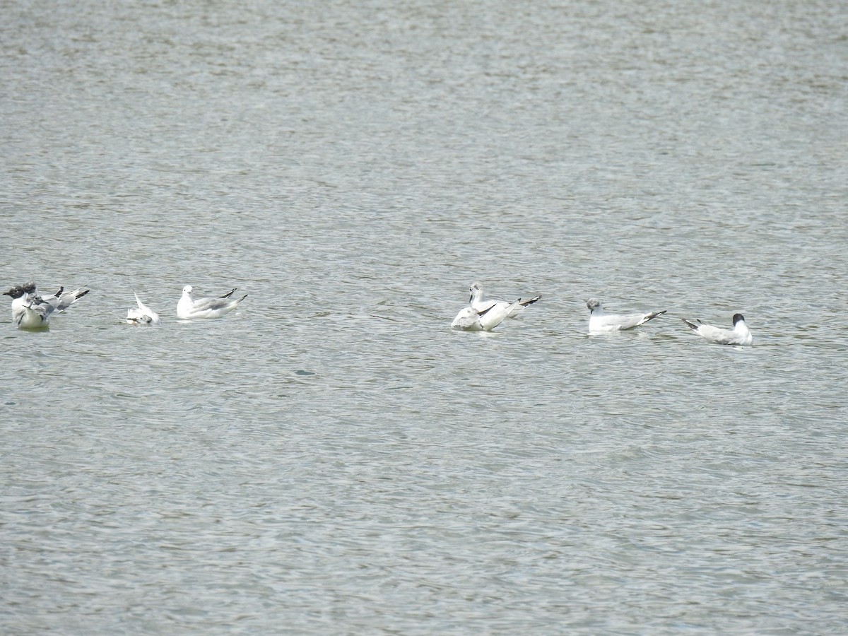 Bonaparte's Gull - ML325232351