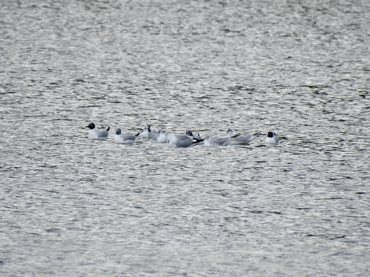 Bonaparte's Gull - ML325232521