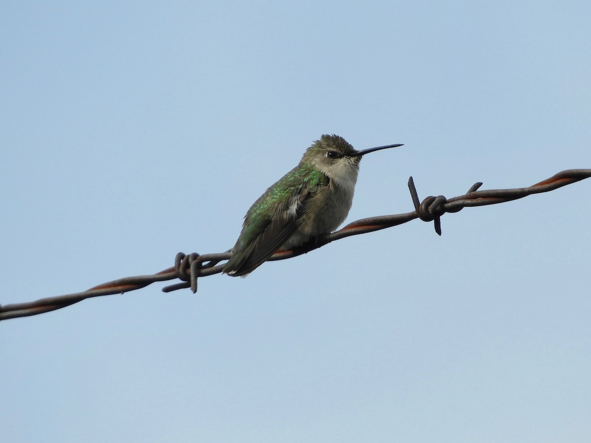 Colibri de Costa - ML325233301