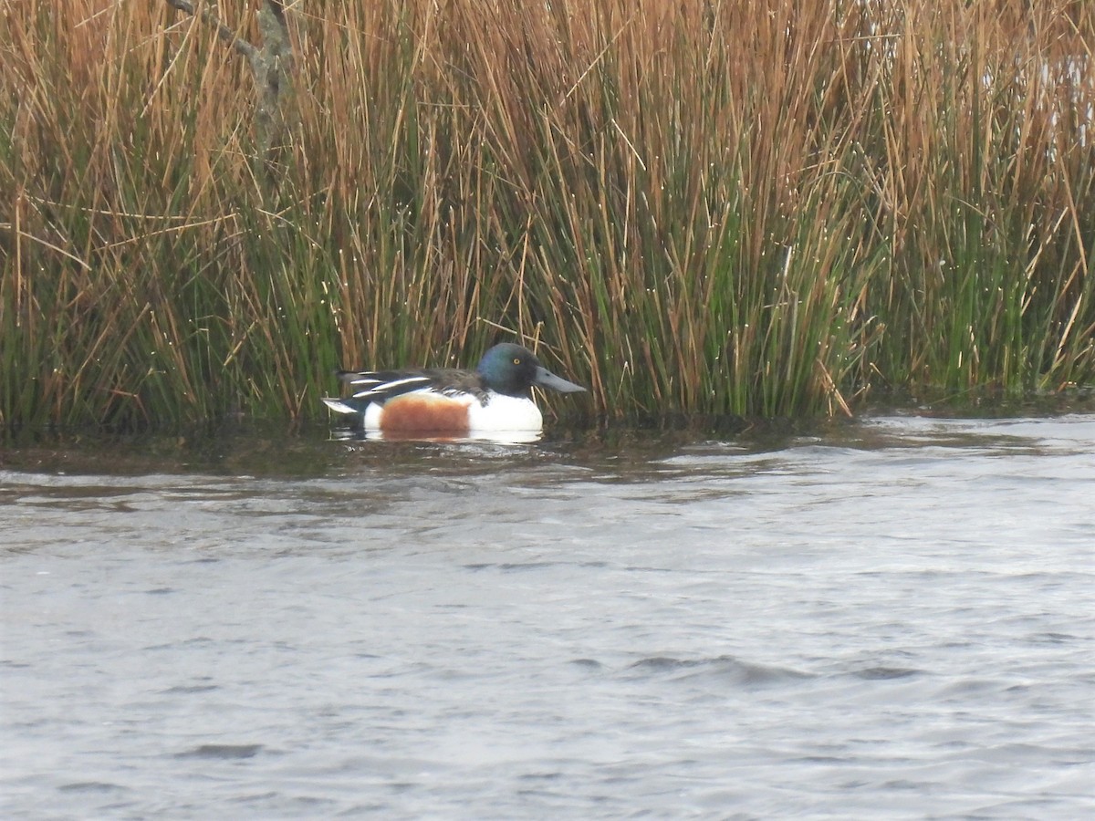 Northern Shoveler - ML325234331