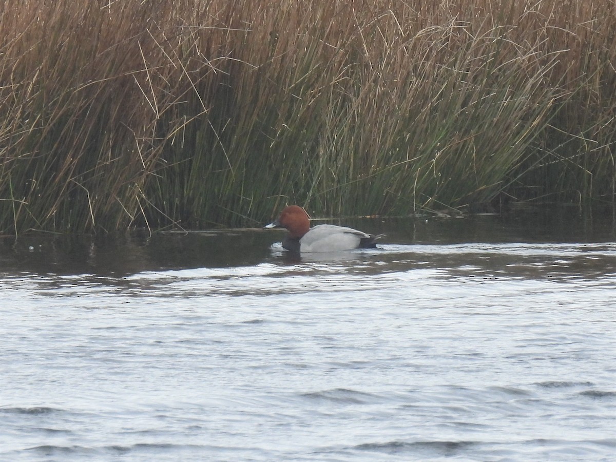 Common Pochard - Joren van Schie