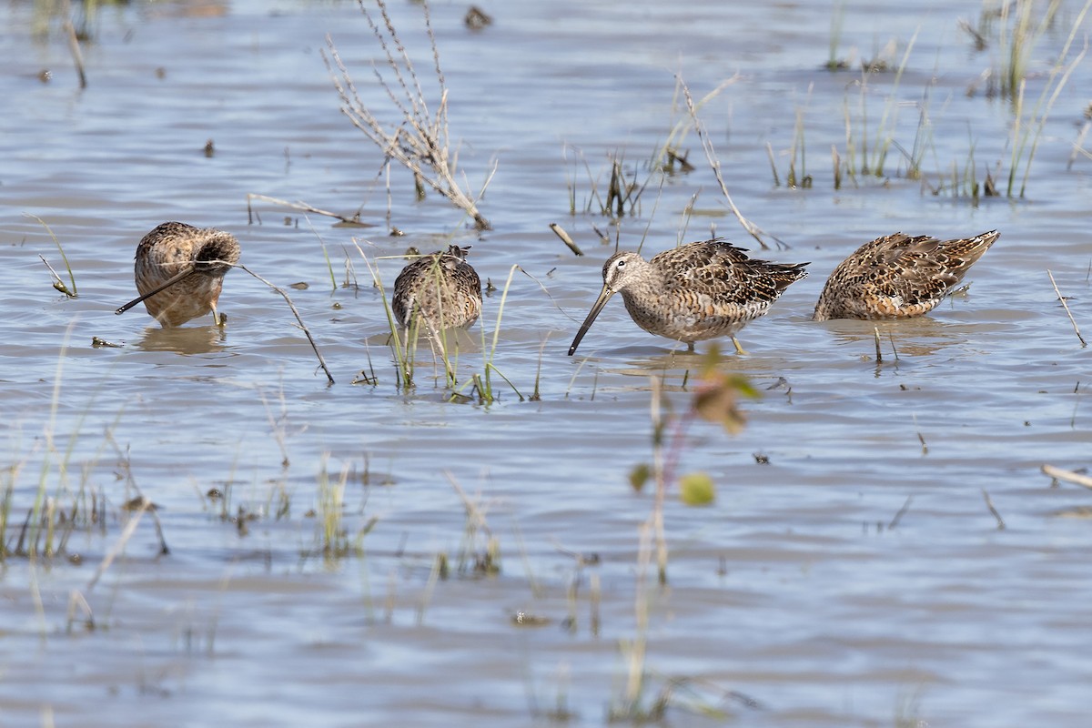 Long-billed Dowitcher - ML325235791
