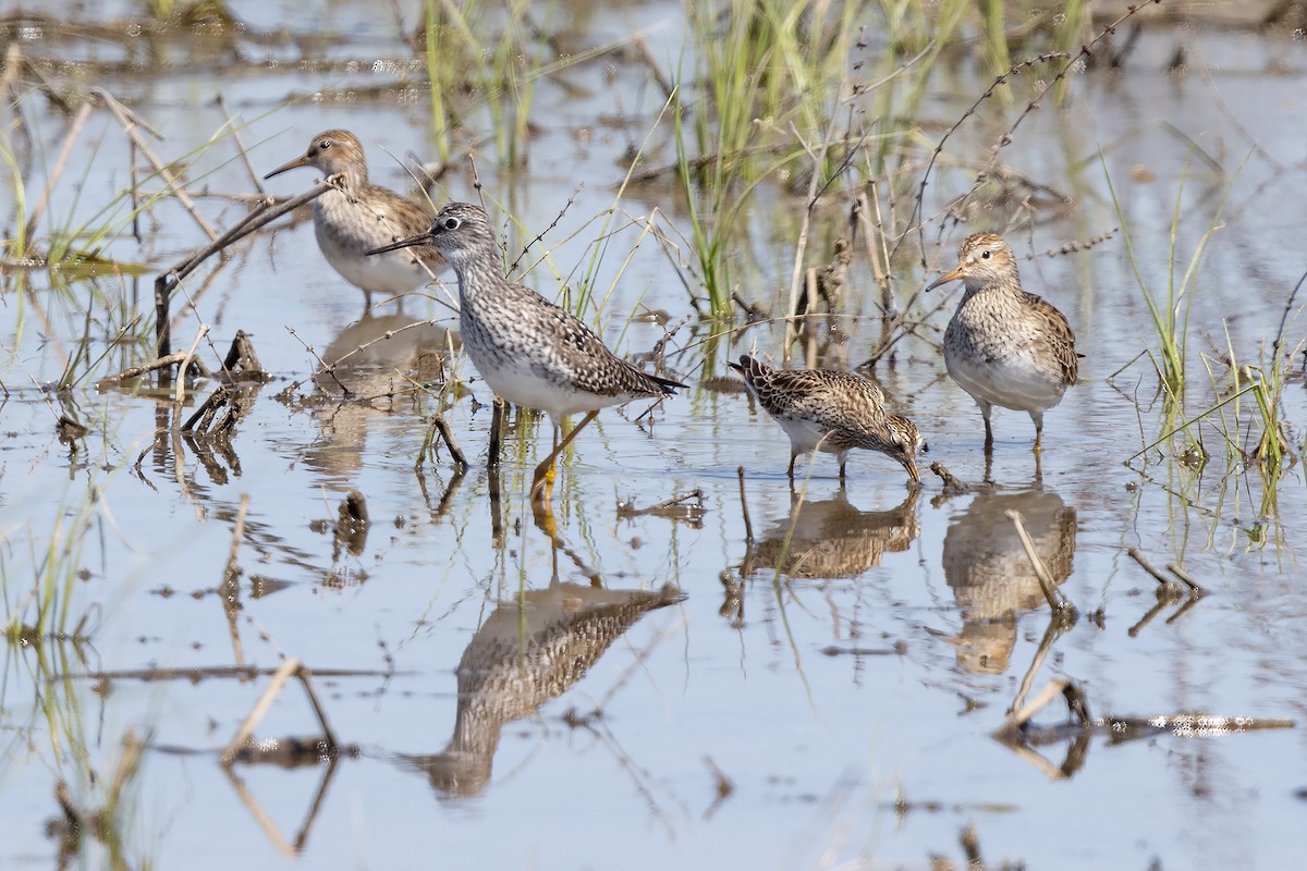 Lesser Yellowlegs - ML325236031