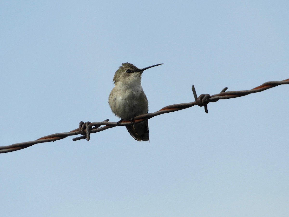Costa's Hummingbird - ML325236401