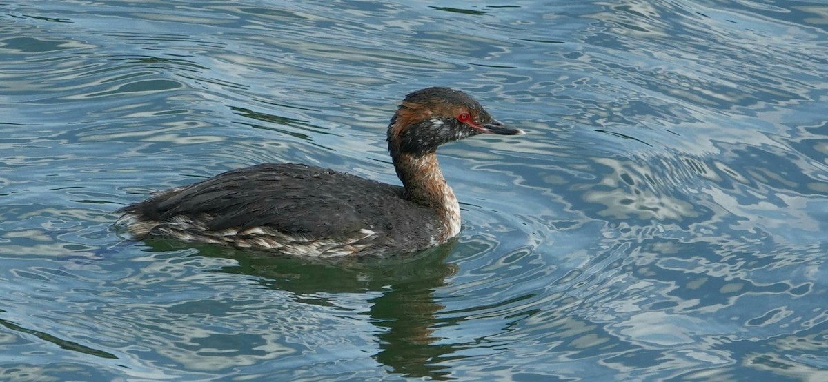 Horned Grebe - ML325236511