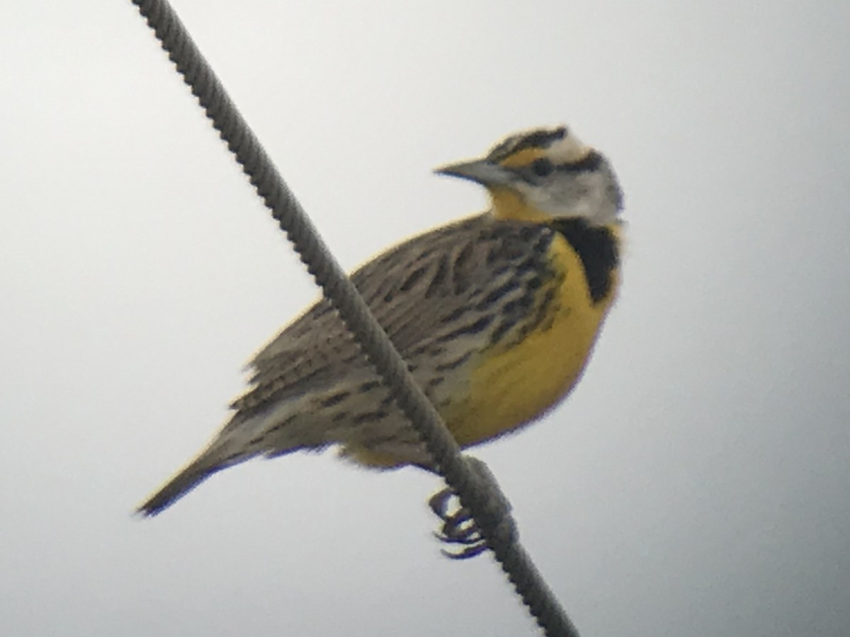 Eastern Meadowlark - ML325237151