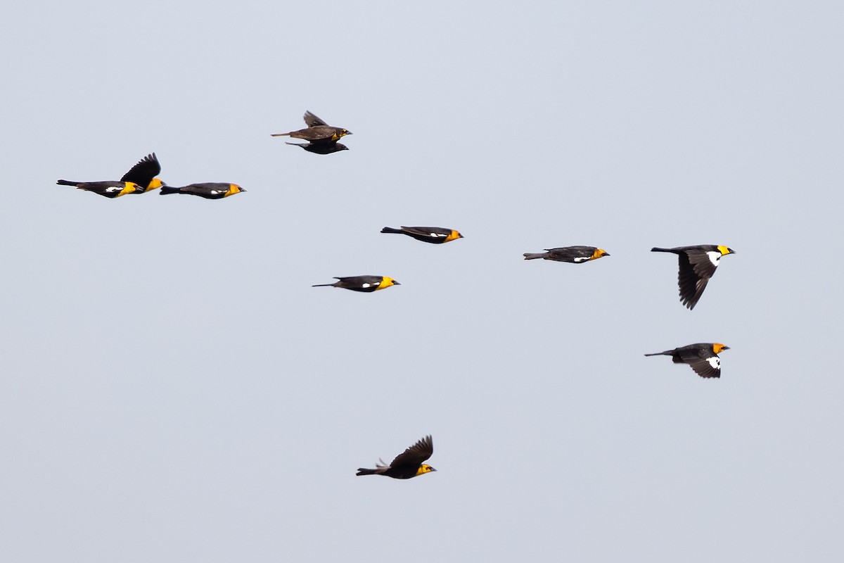 Yellow-headed Blackbird - ML325238161