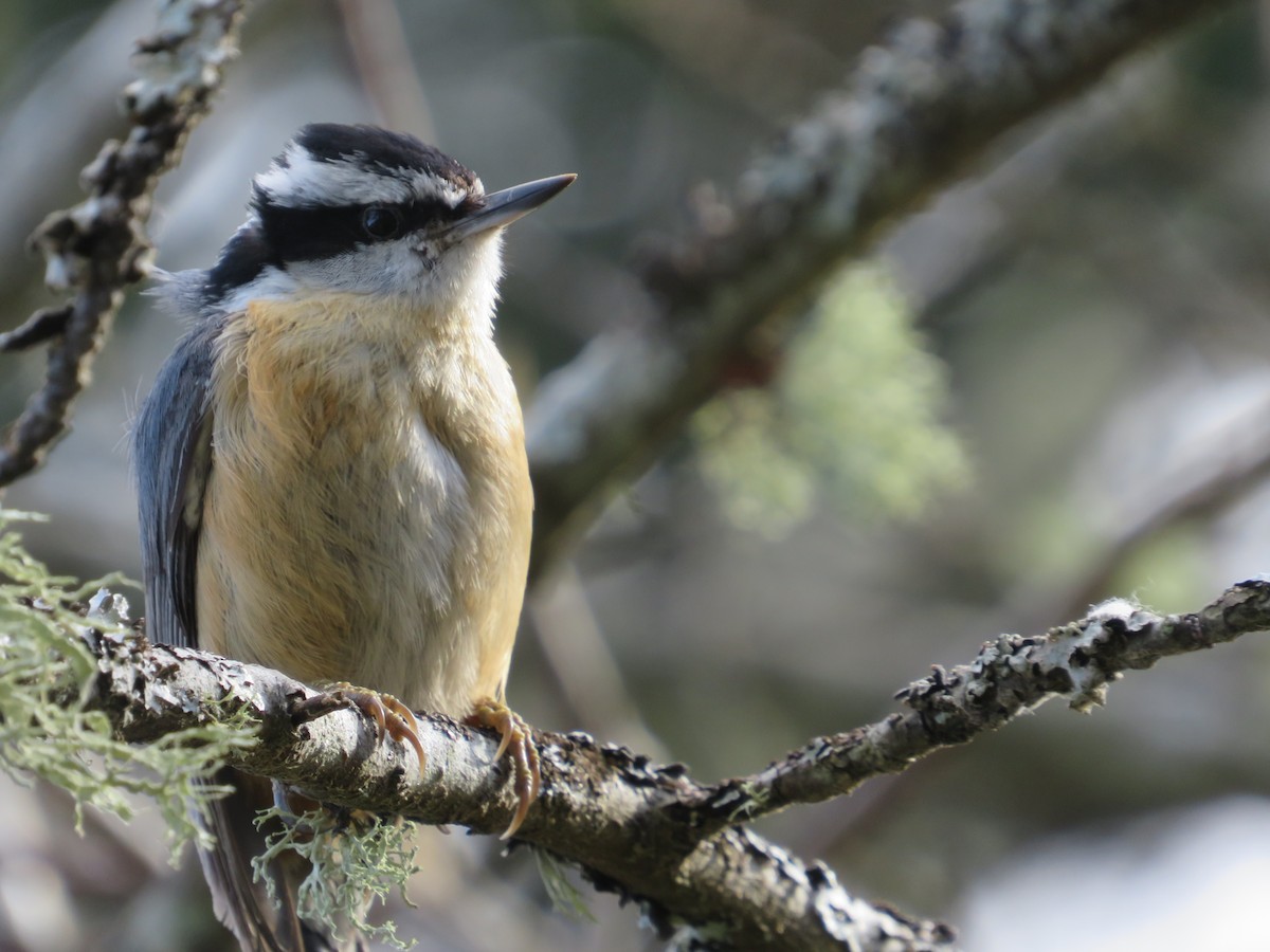 Red-breasted Nuthatch - ML325238361