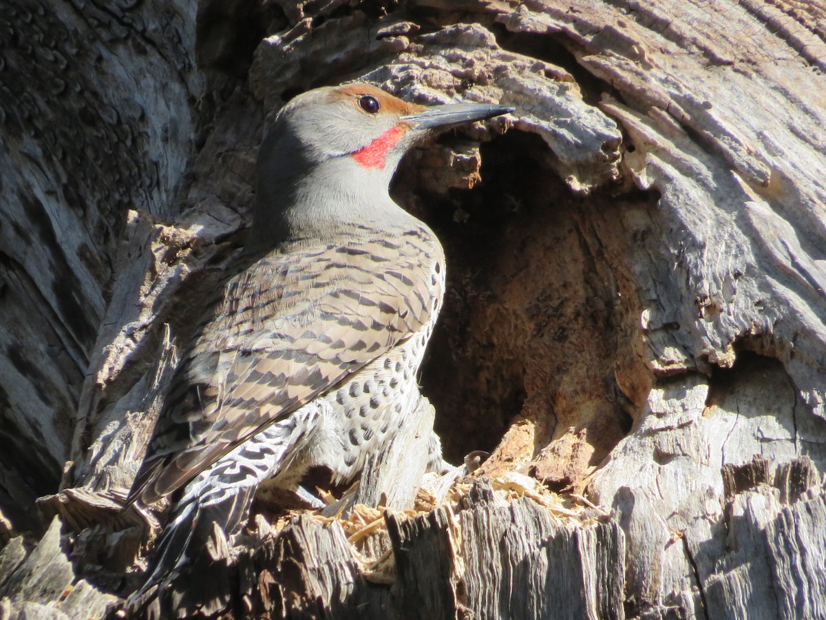 Northern Flicker - ML325238431