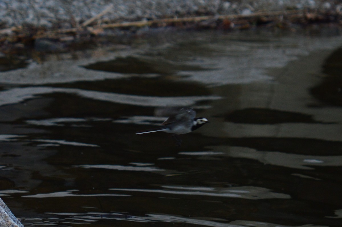 White Wagtail - Karthik Thrikkadeeri