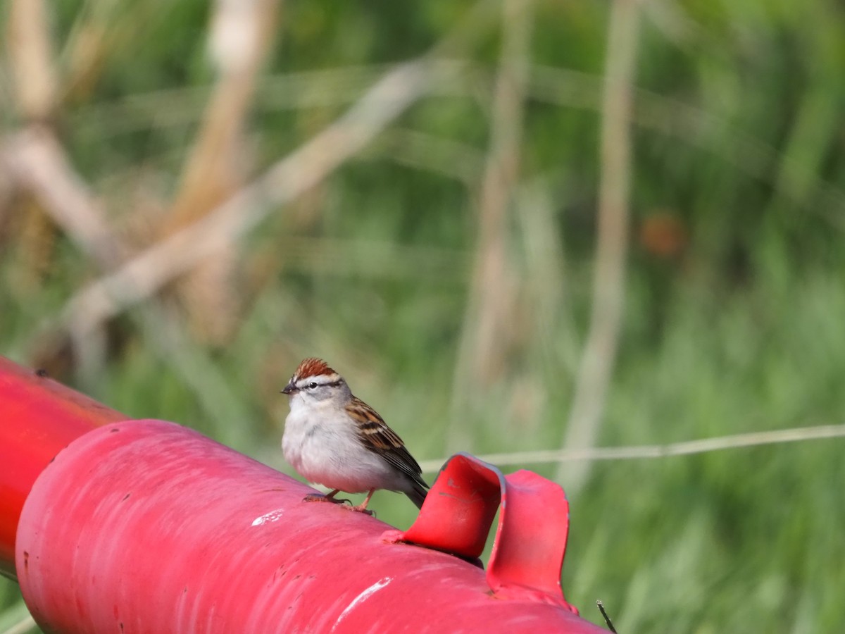 Chipping Sparrow - ML325239631