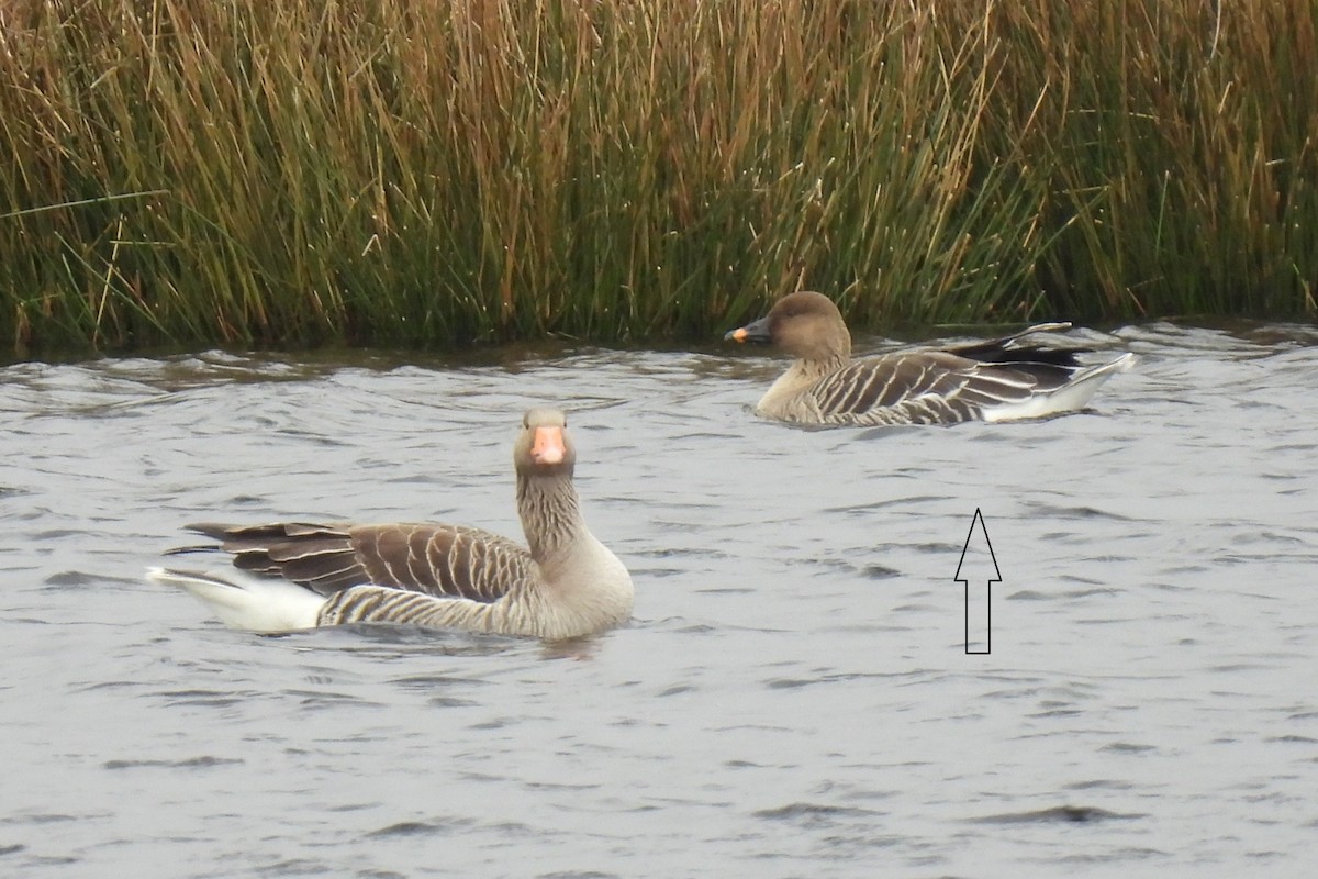 Tundra Bean-Goose - ML325239901