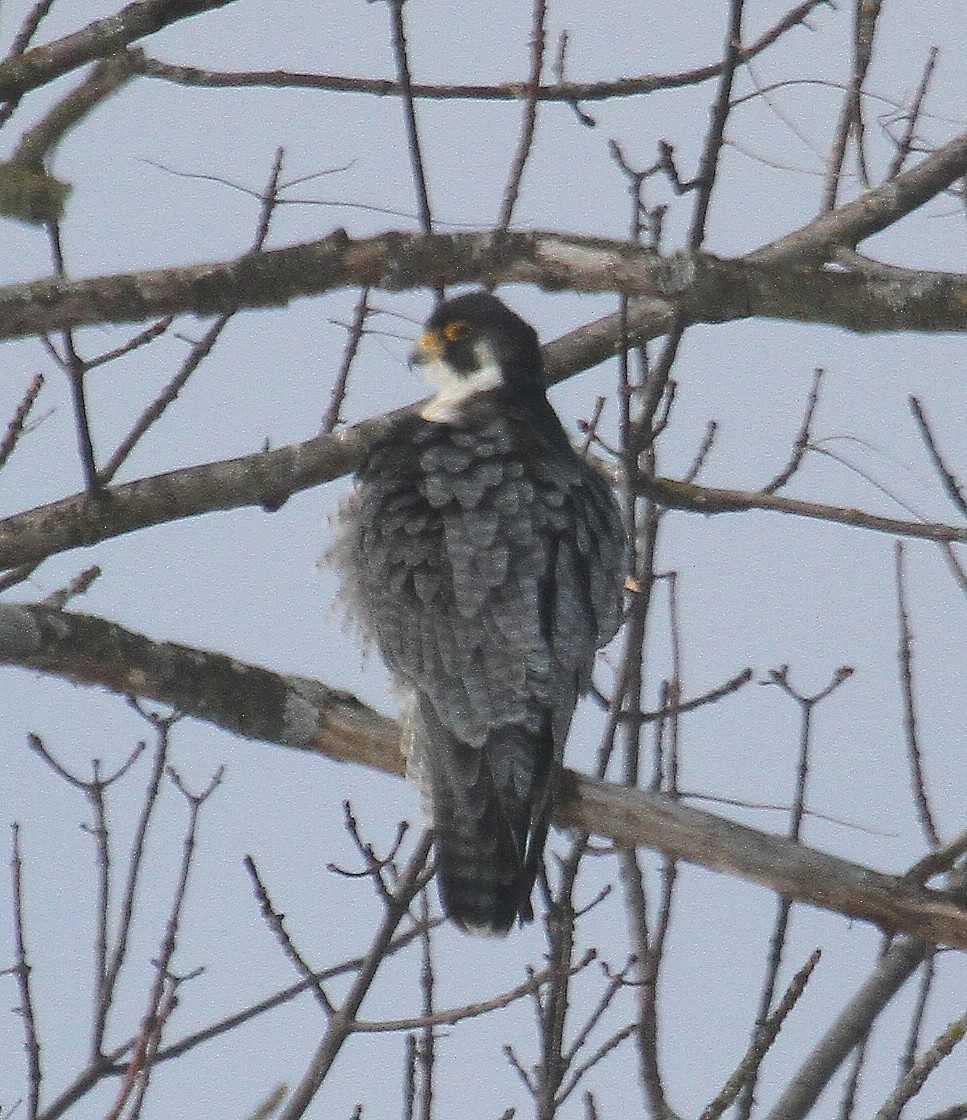 Peregrine Falcon - Bob Stymeist