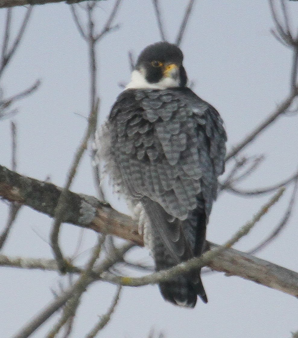 Peregrine Falcon - ML325240641