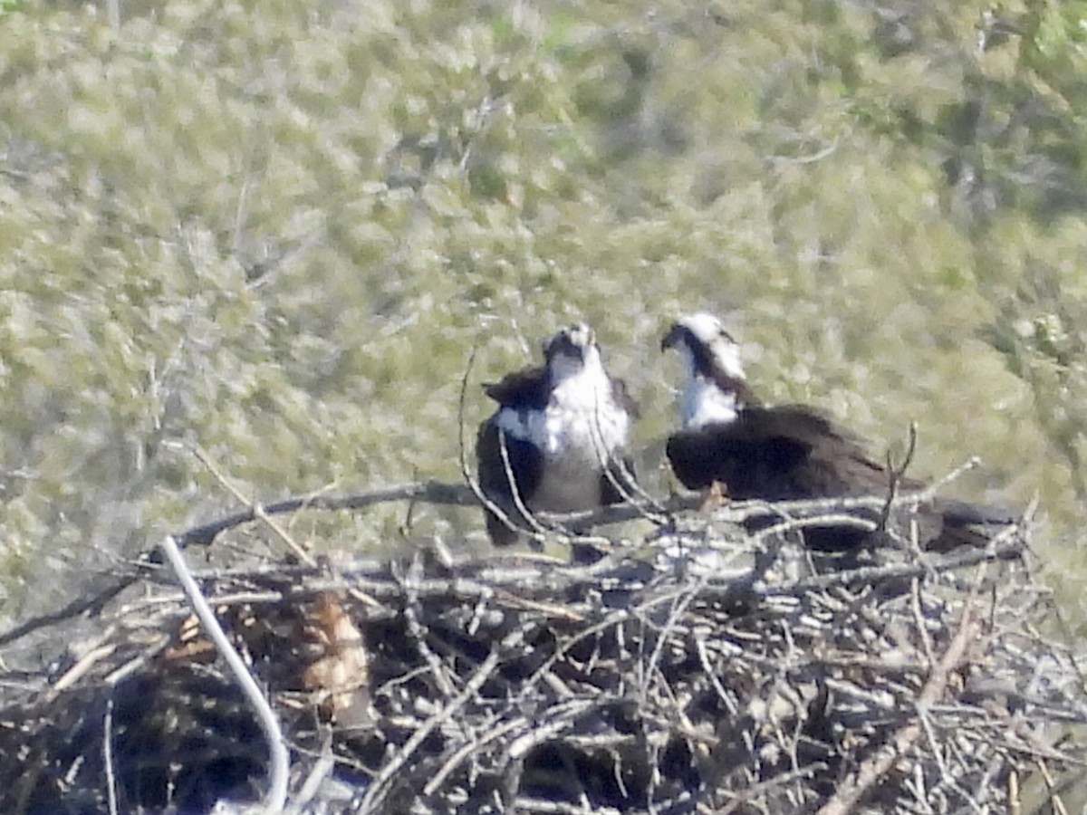 Osprey - ML325242561