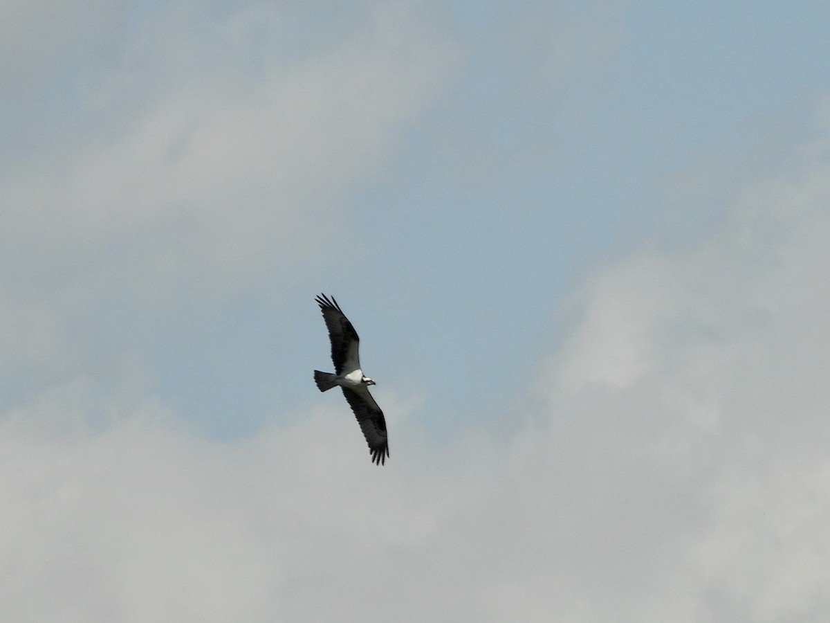 Osprey - ML325242571