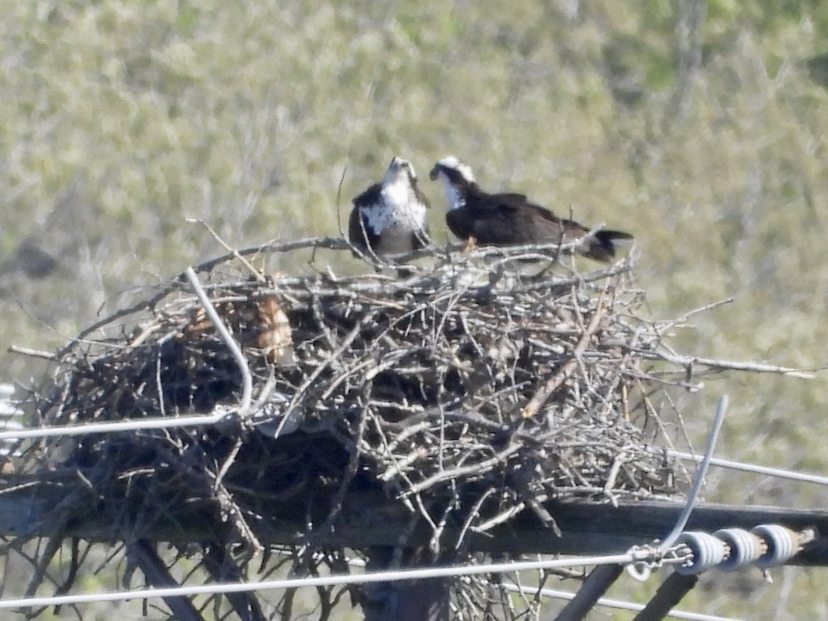 Osprey - ML325242581