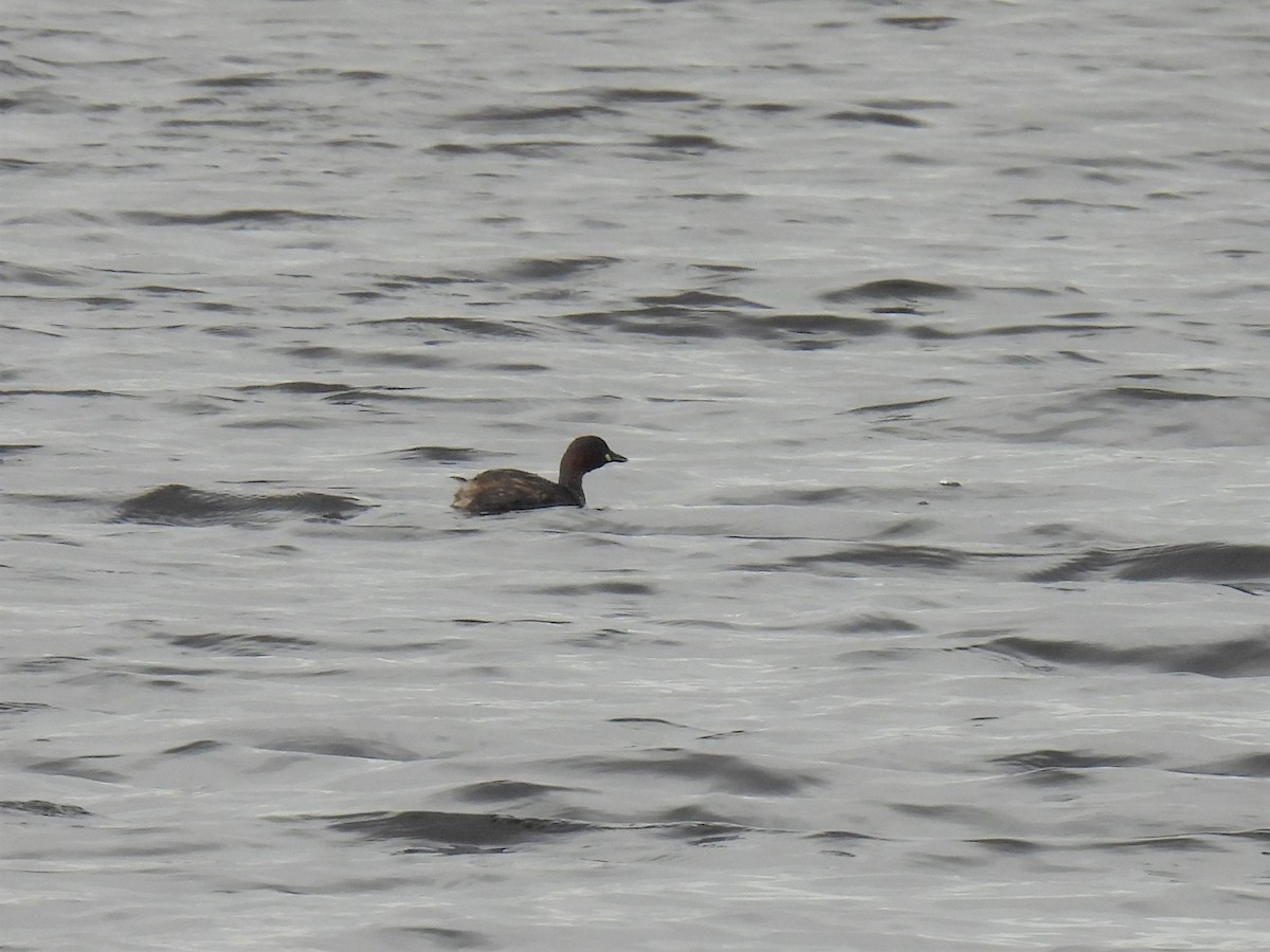 Little Grebe - ML325242641