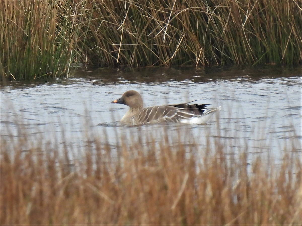 Tundra Bean-Goose - ML325243151