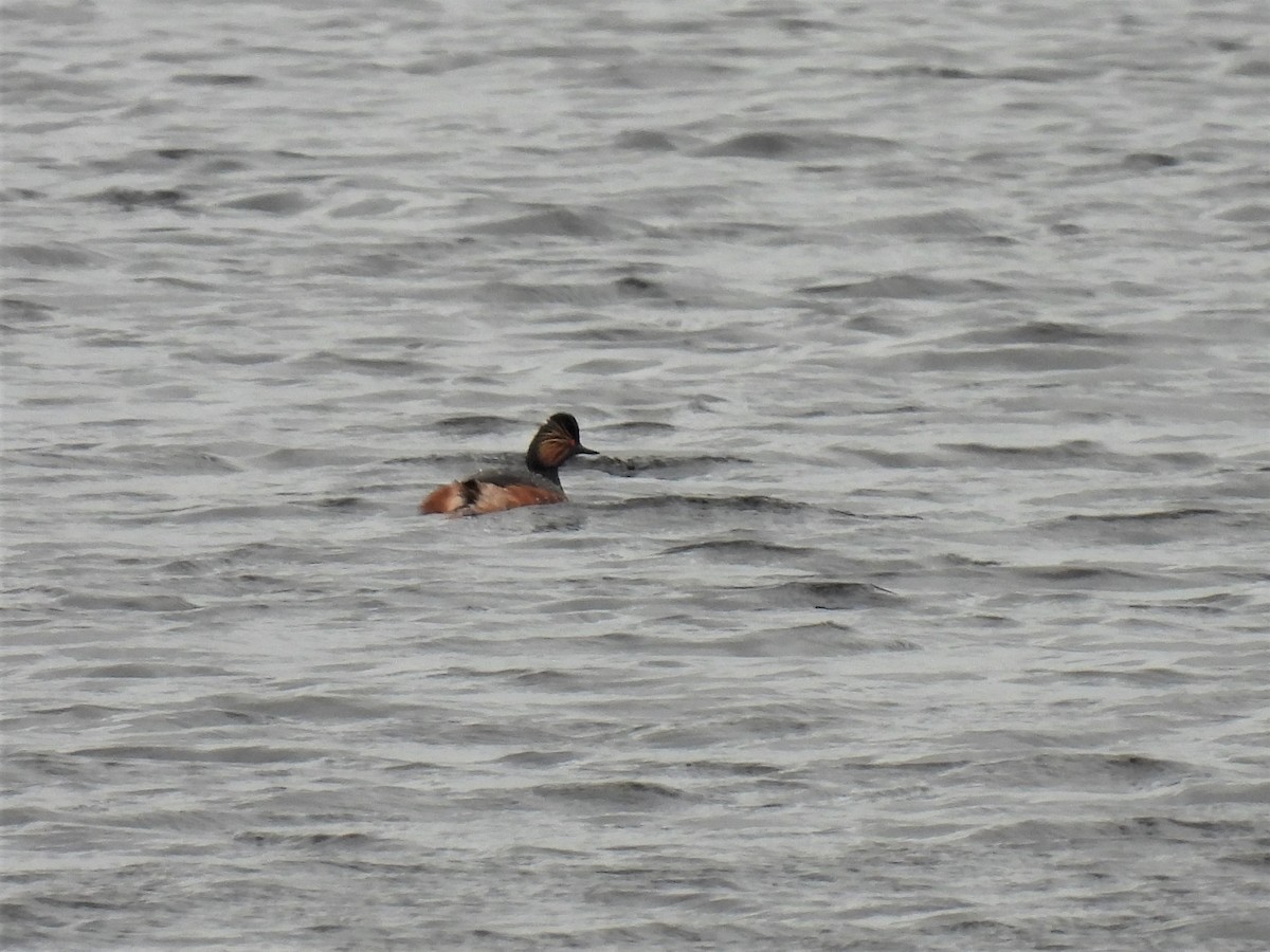 Eared Grebe - ML325243501