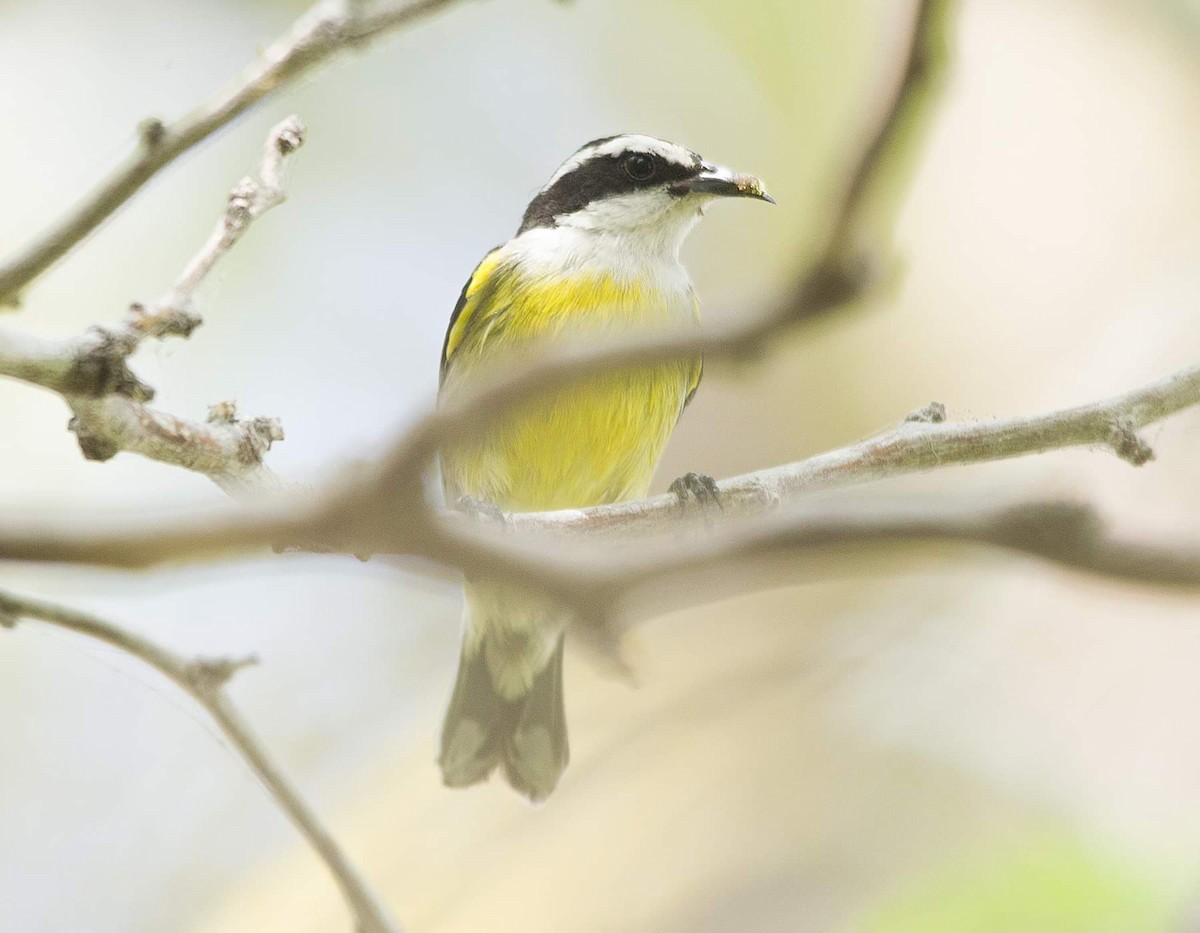 Bananaquit (Quintana Roo) - ML325244501