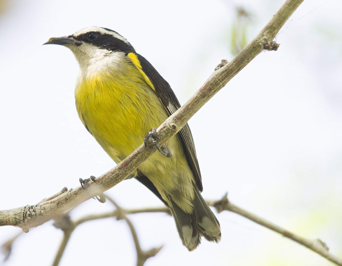 Bananaquit (Quintana Roo) - ML325244561