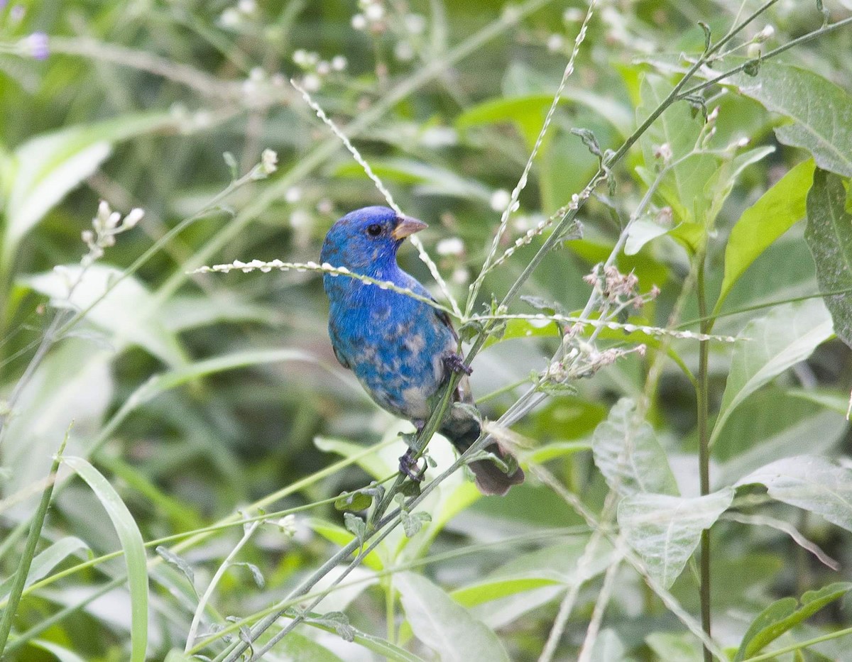 Indigo Bunting - ML325244591