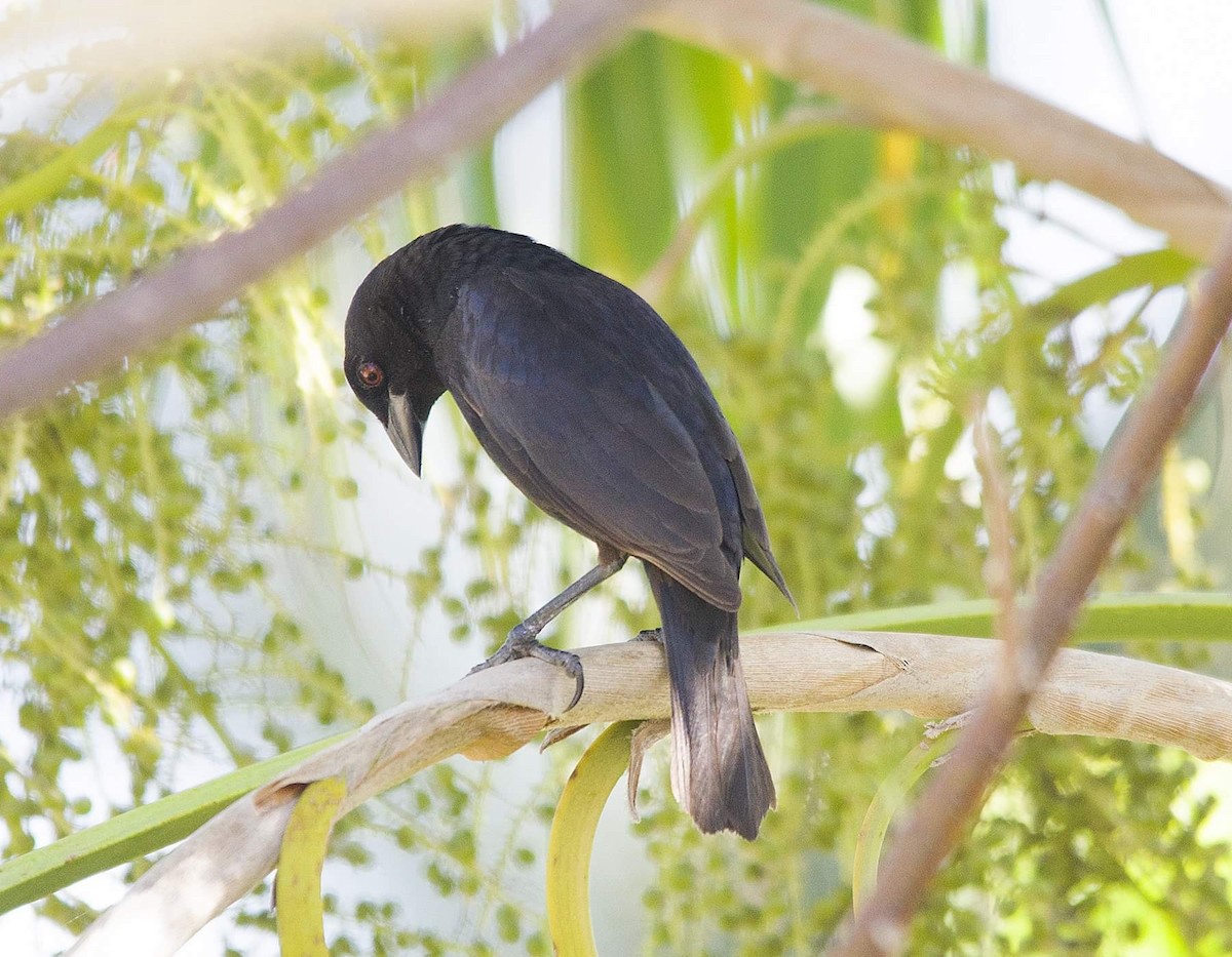 Bronzed Cowbird (Bronzed) - ML325244721