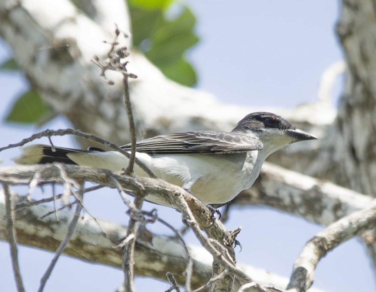 Eastern Kingbird - ML325244791