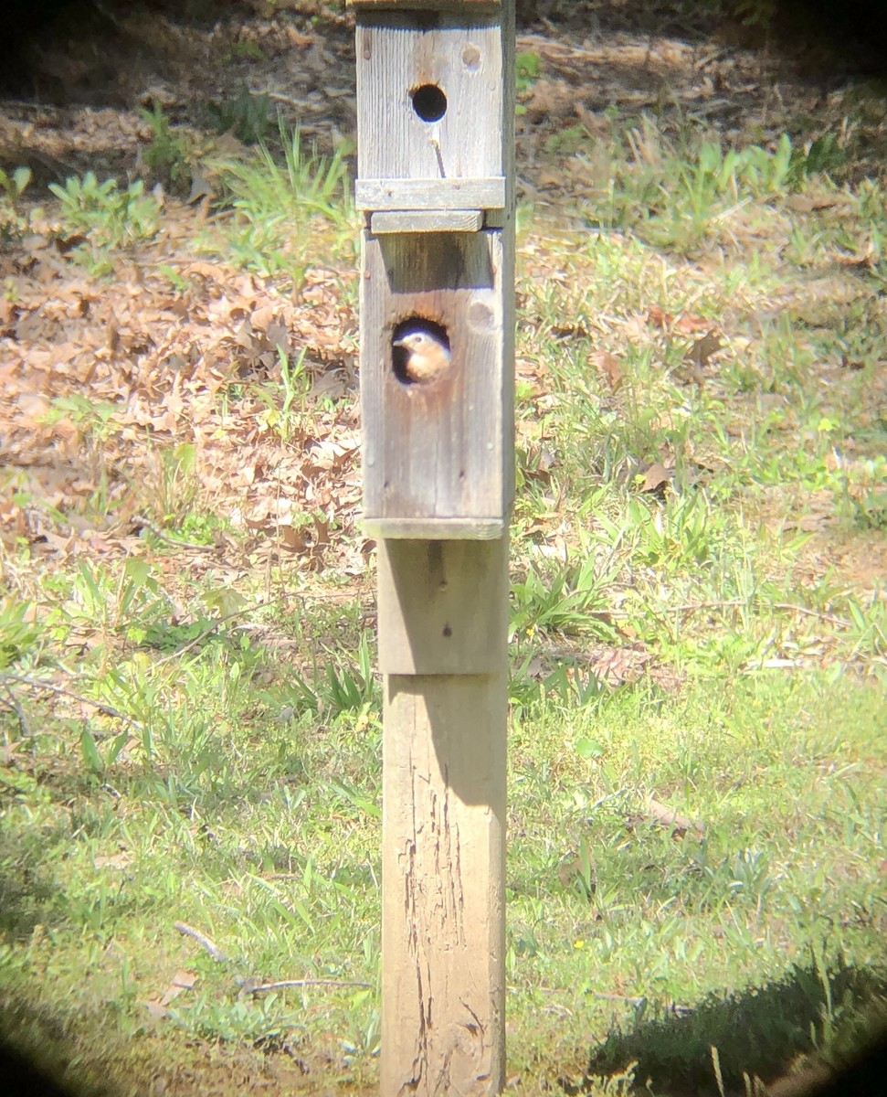 Eastern Bluebird - ML325247581
