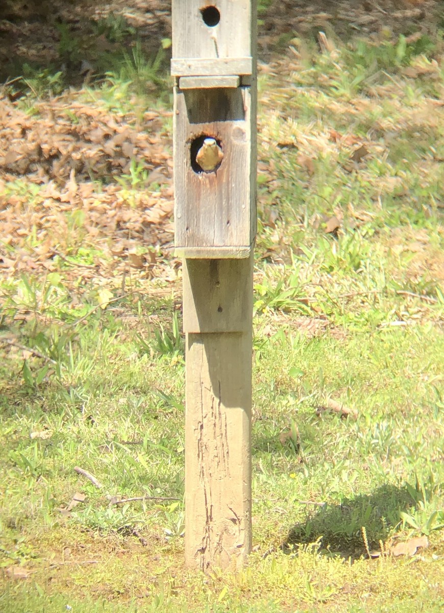 Eastern Bluebird - ML325247591