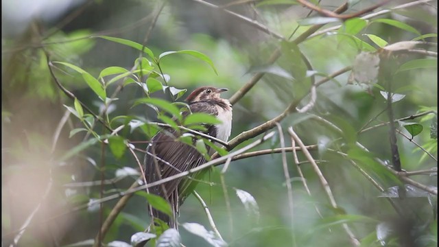 キジミチバシリ - ML325247621