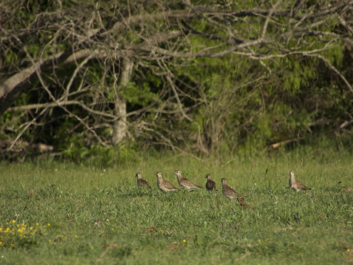 American Golden-Plover - nicole land