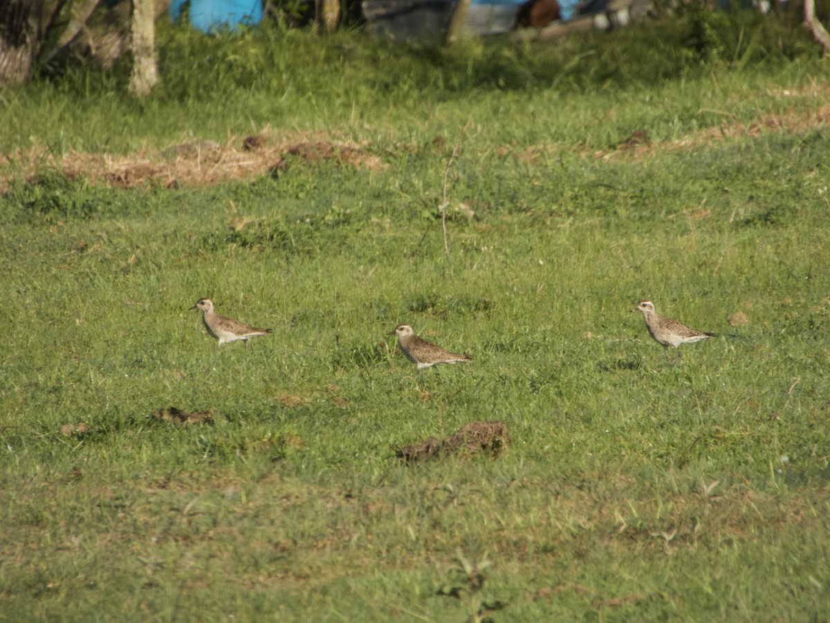 American Golden-Plover - nicole land