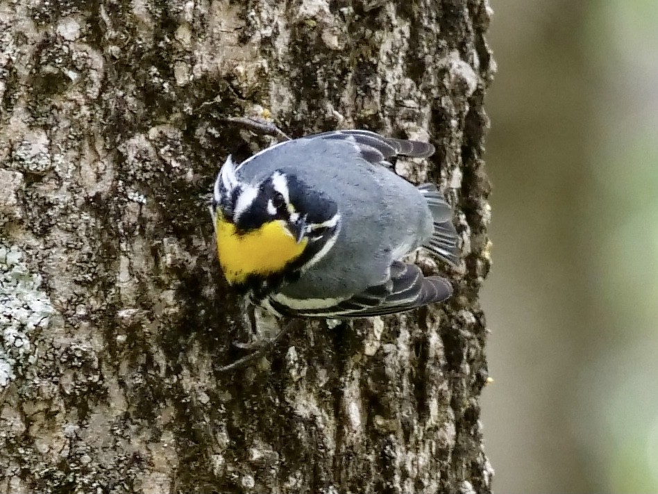 Yellow-throated Warbler - ML325249941