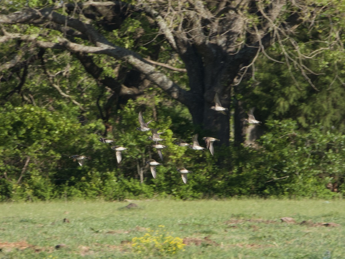 American Golden-Plover - ML325250171