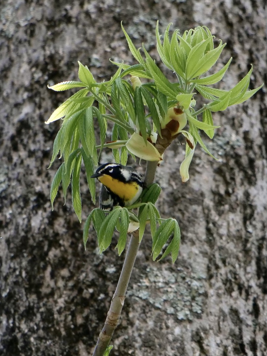 Yellow-throated Warbler - ML325250181