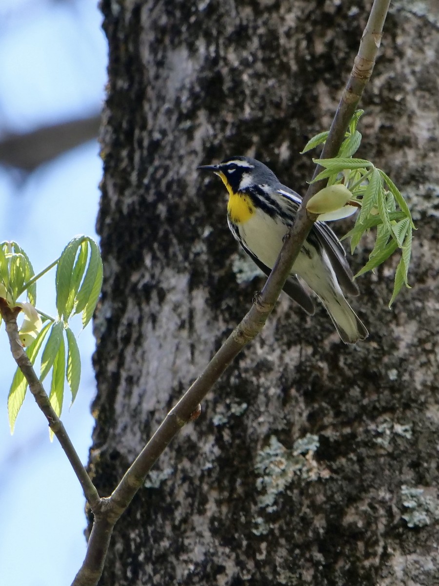 Yellow-throated Warbler - ML325250201