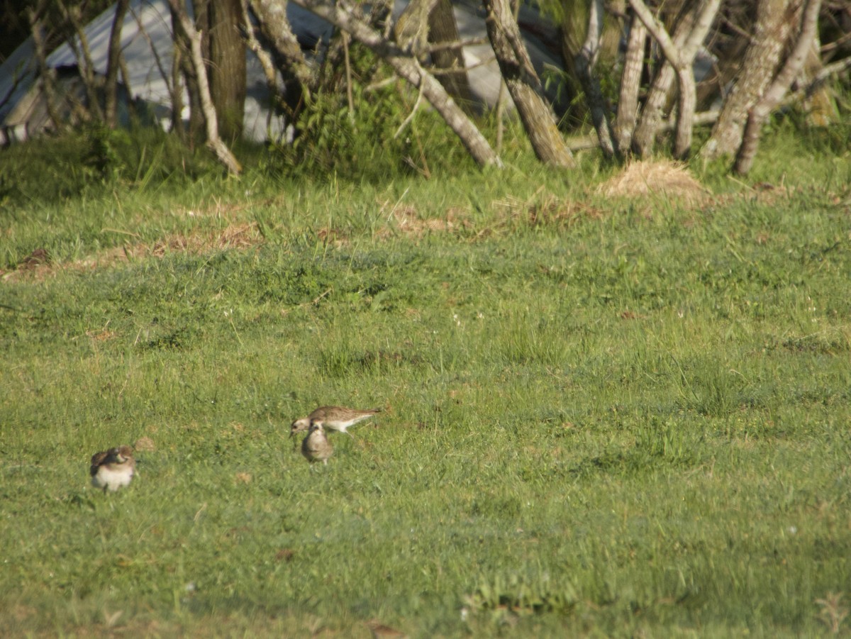 American Golden-Plover - nicole land