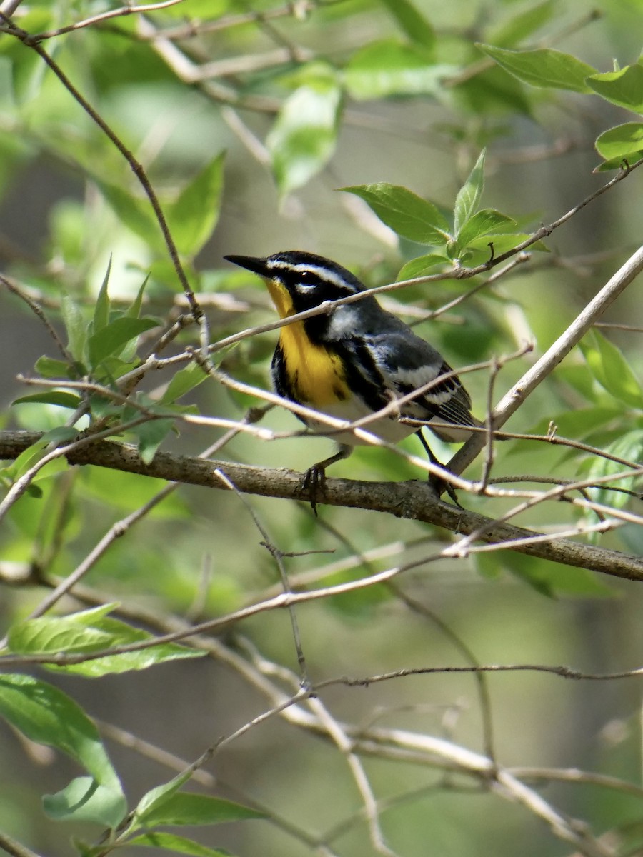 Yellow-throated Warbler - ML325250541