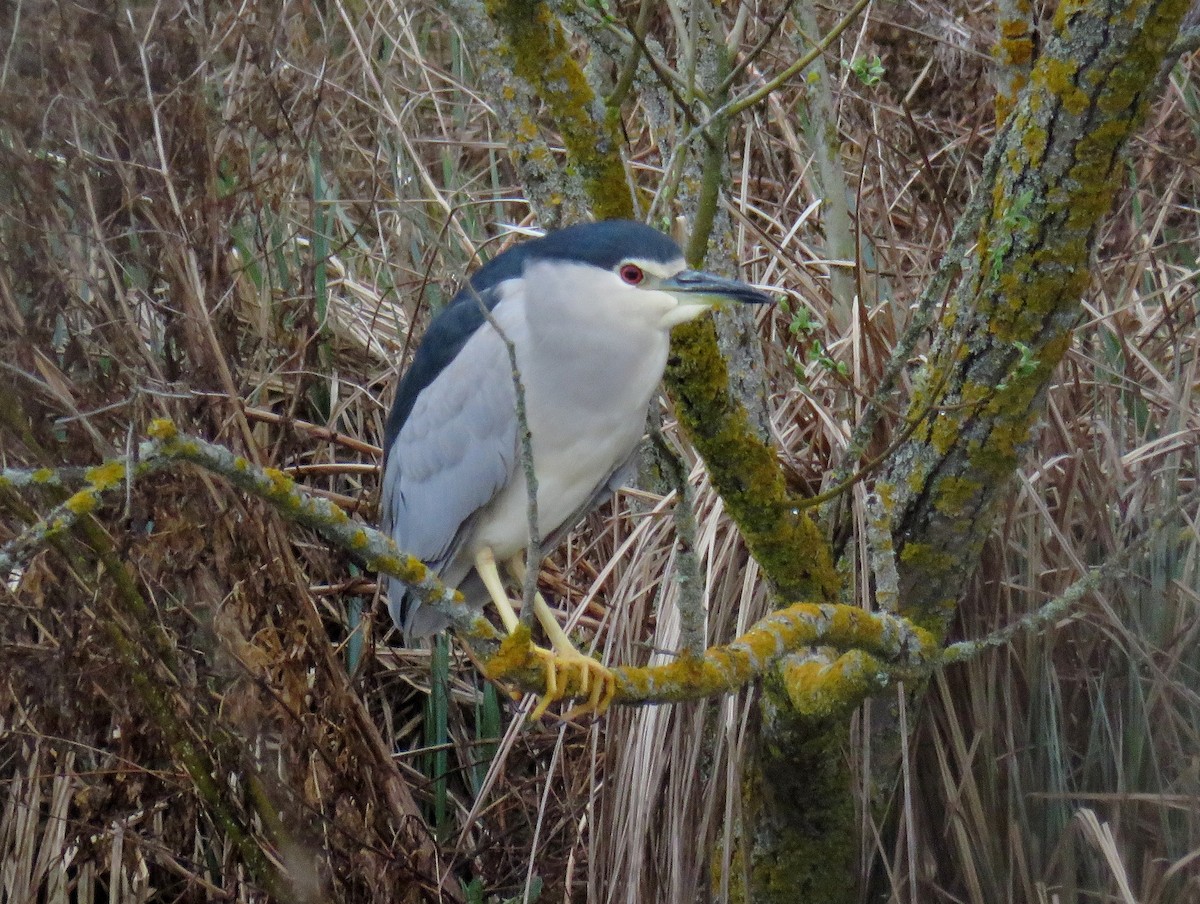 Black-crowned Night Heron - ML325250991