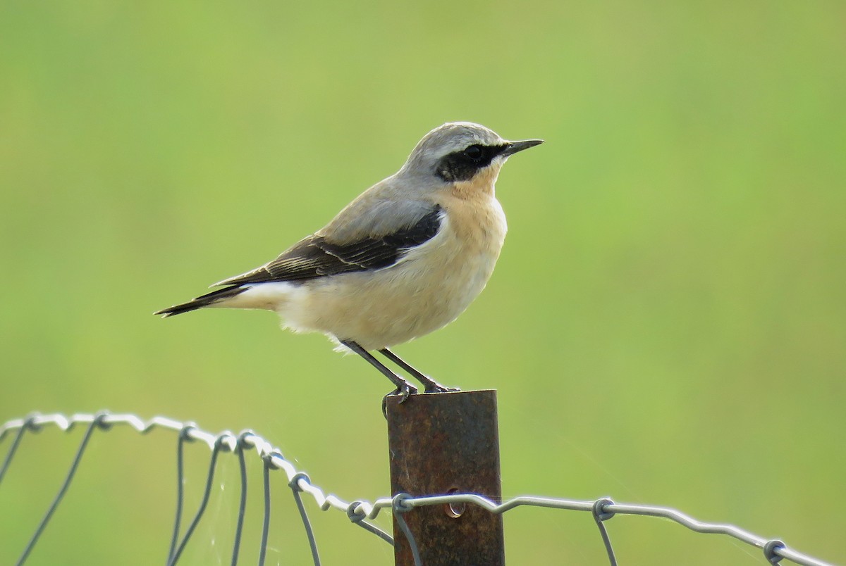 Northern Wheatear - Jesús Ruiz Rodrigo