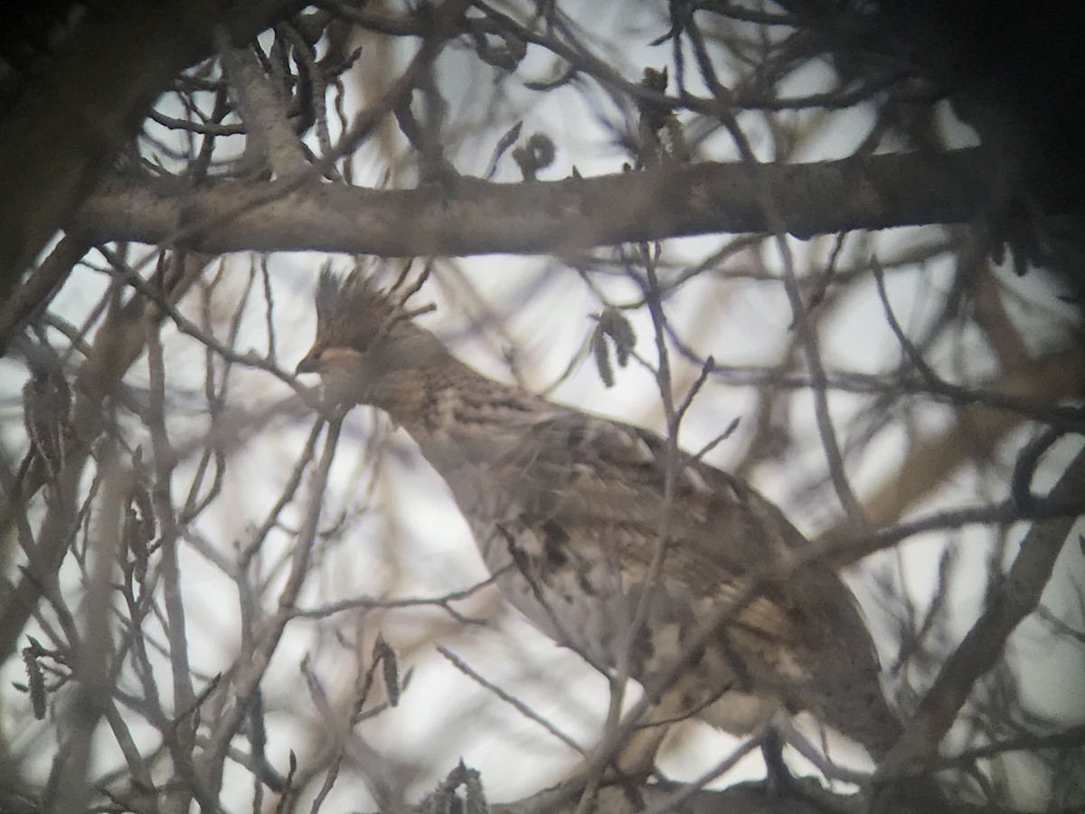 Ruffed Grouse - ML325251321